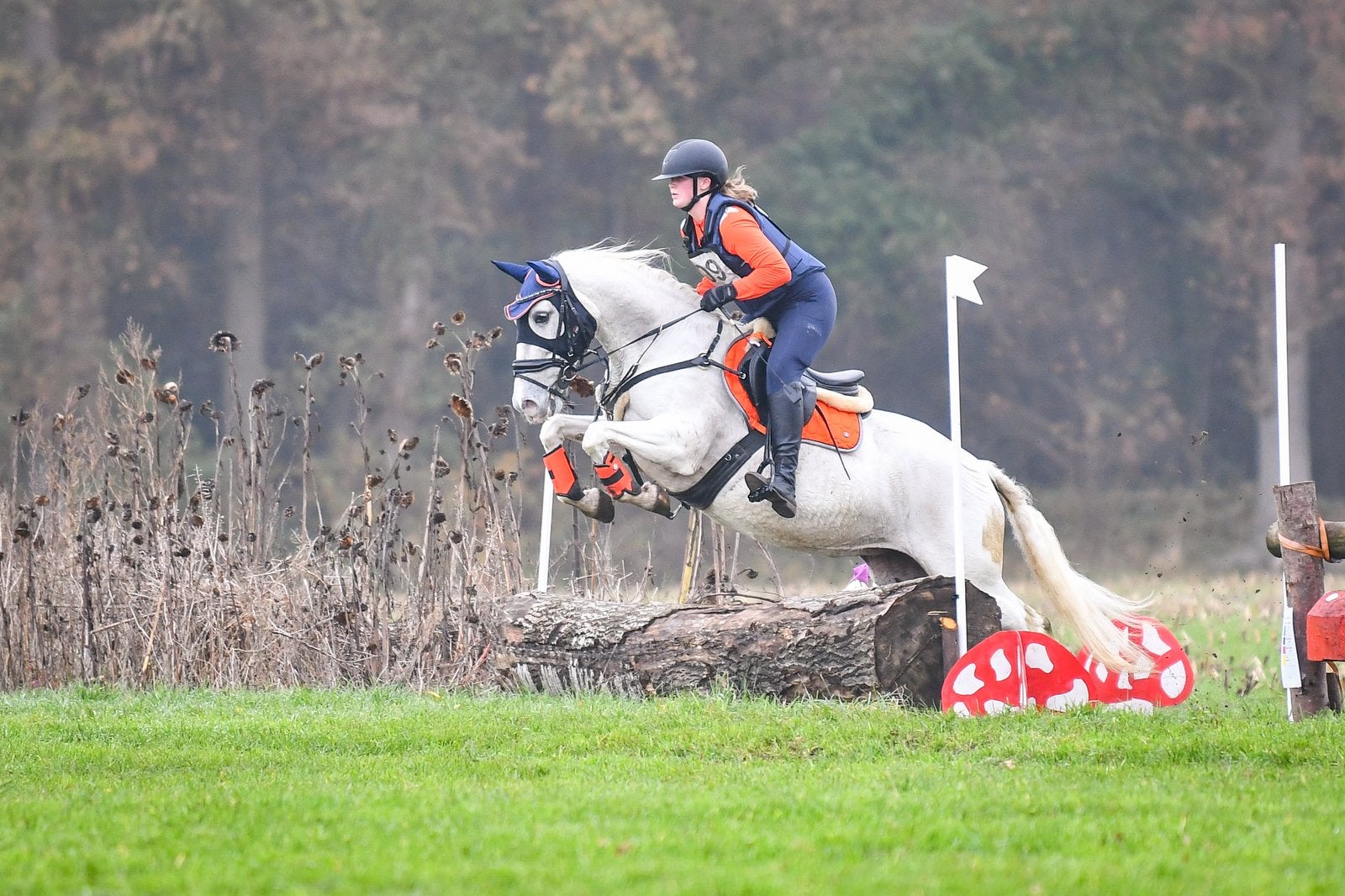 Verzorgster gezocht voor drie paarden, Dieren en Toebehoren, Paarden en Pony's | Overige Paardenspullen, Ophalen of Verzenden