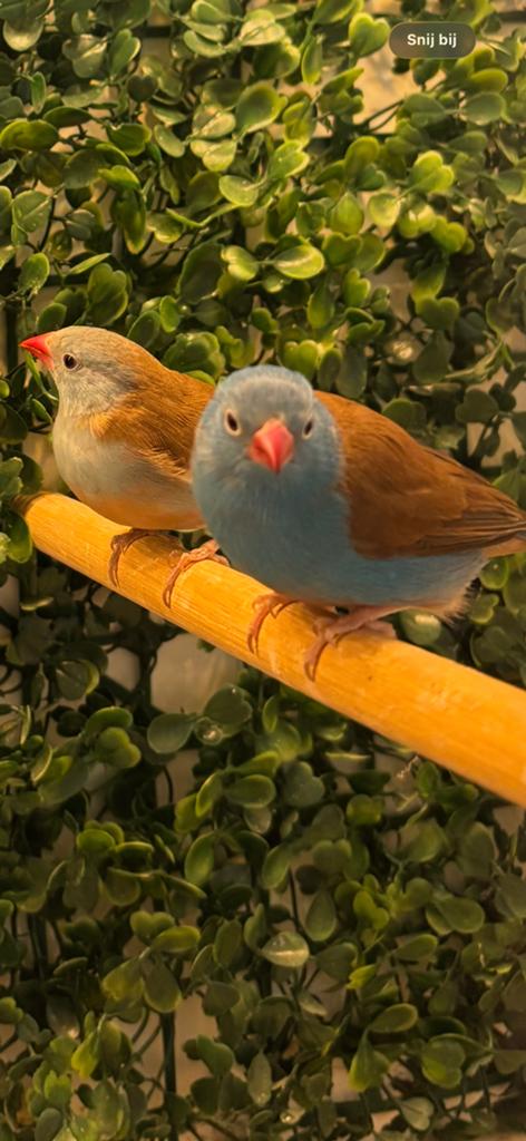 Blauwkop blauwfazantjes koppel, Dieren en Toebehoren, Meerdere dieren, Geringd