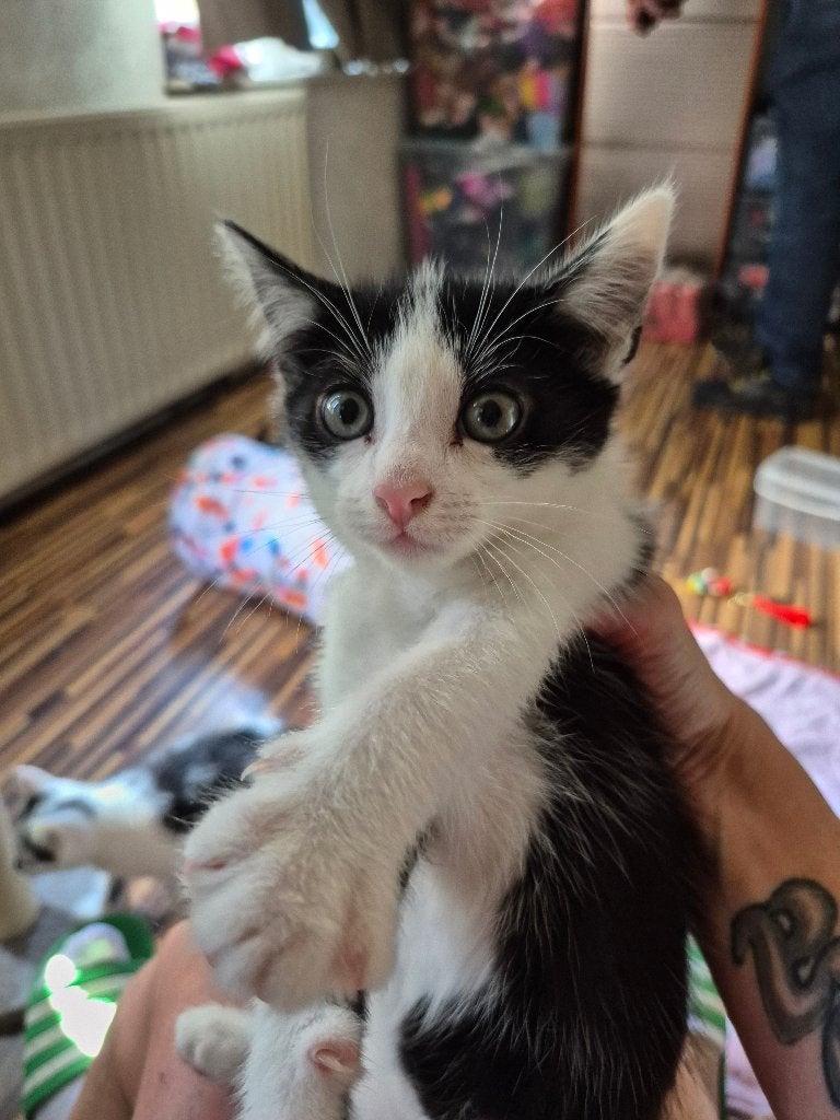 Kittens per direct op te halen, Dieren en Toebehoren, Katten en Kittens | Overige Katten, Meerdere dieren, Kortharig, 0 tot 2 jaar