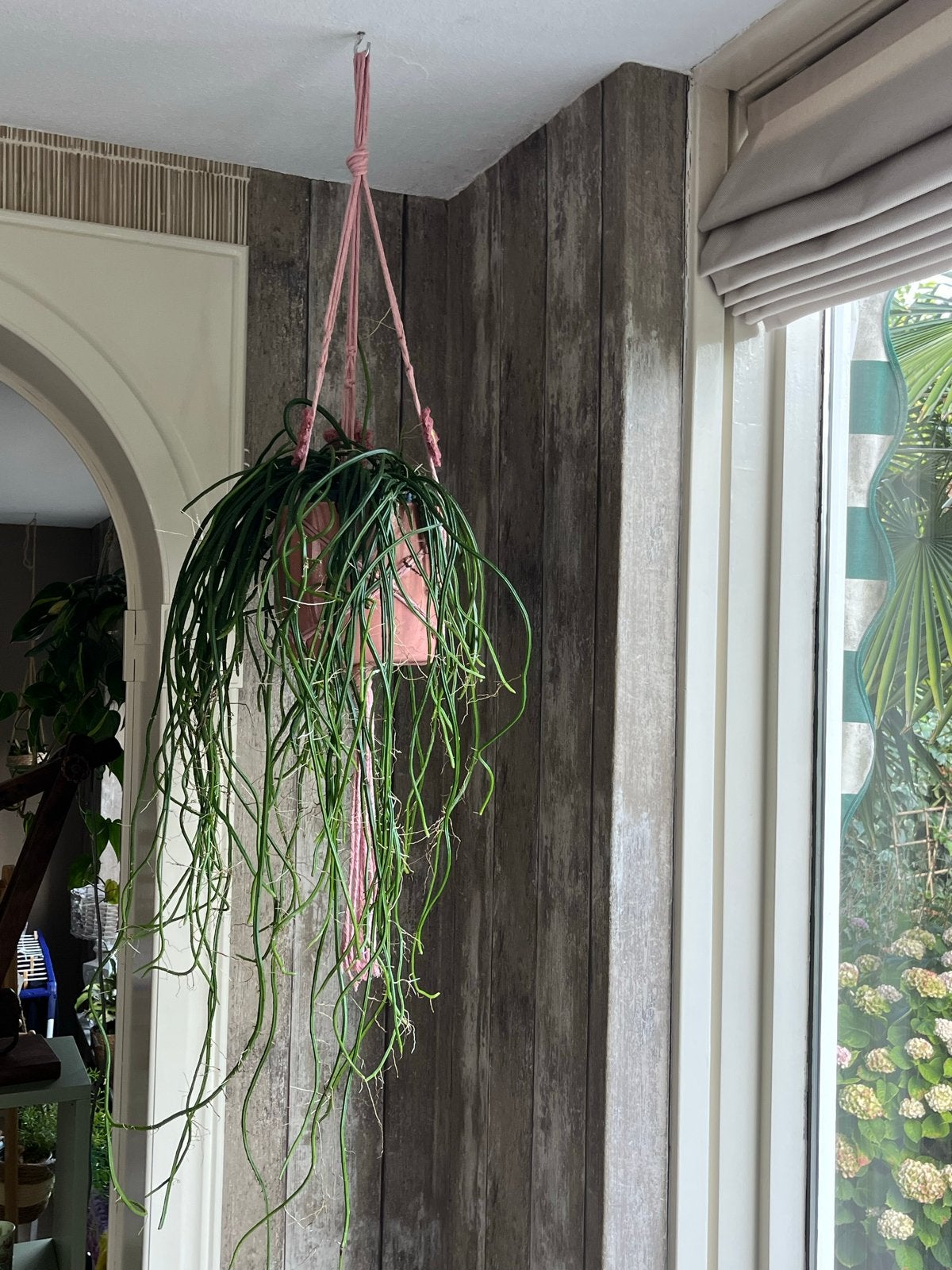 Grote hangende Maanlichtcactus met pot + hanger, Ophalen, 100 tot 150 cm, Halfschaduw, Groene kamerplant