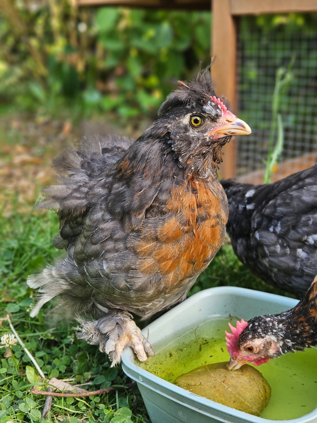 Zijdehoender x blue des andes hanen, Mannelijk, Kip