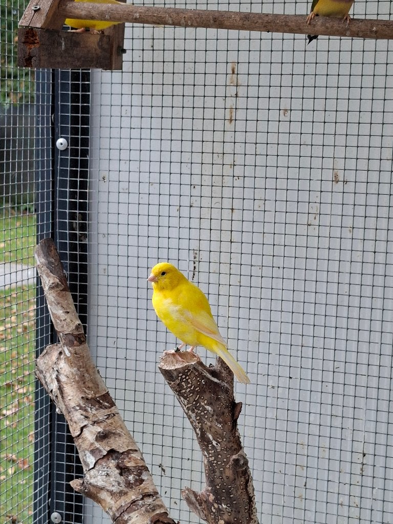 Kanaries (geel) te koop, Dieren en Toebehoren, Meerdere dieren, Kleurkanarie