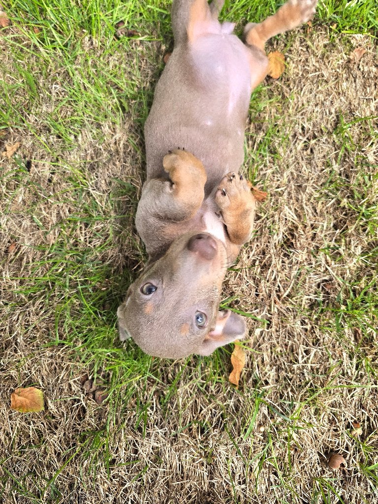 pups Teckel dwerg/kaninchen, Dieren en Toebehoren, 8 tot 15 weken, Korthaar, Teef, Dwerg