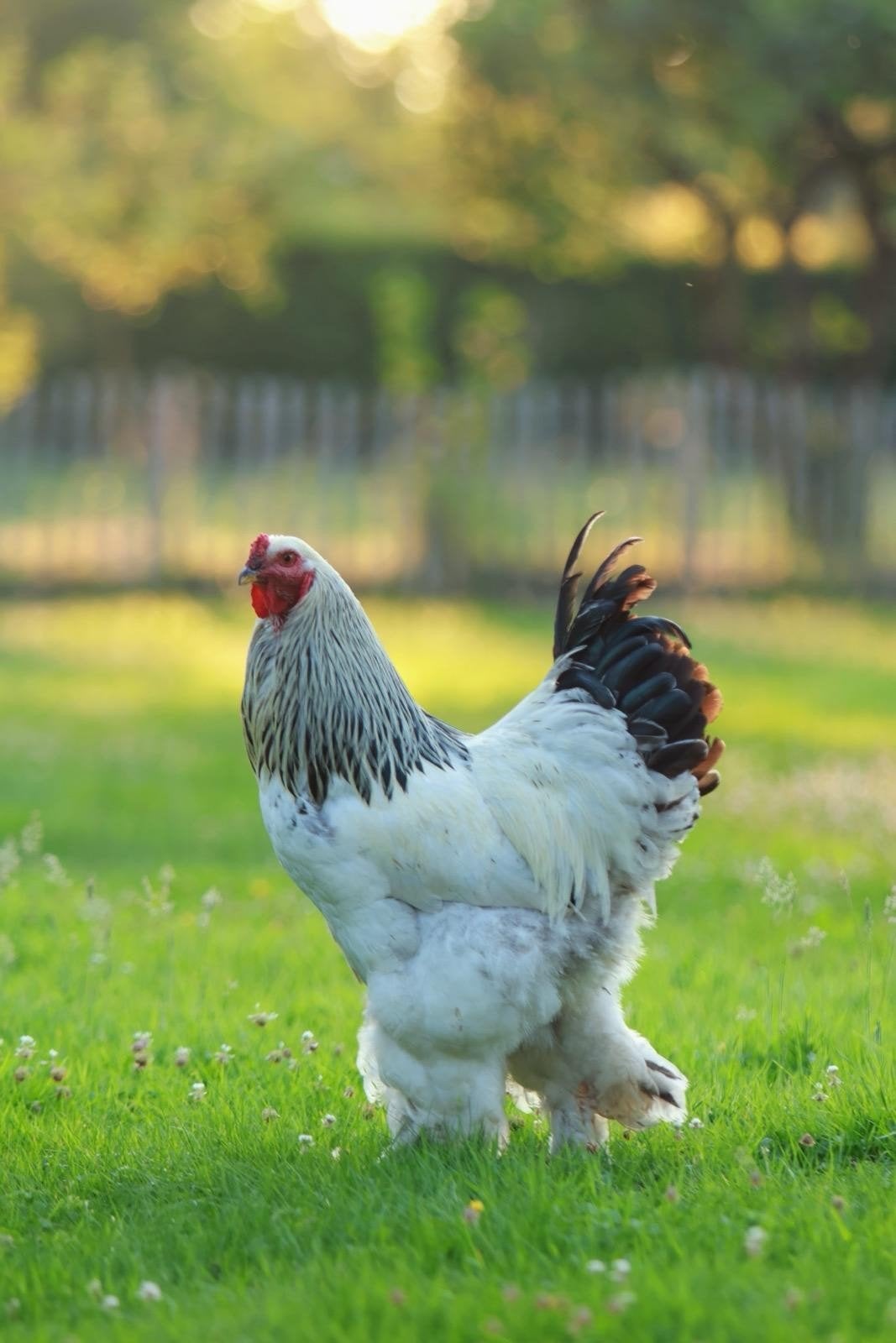 Brahma haan groot Columbia zwart getekend, Dieren en Toebehoren, Pluimvee, Mannelijk, Kip