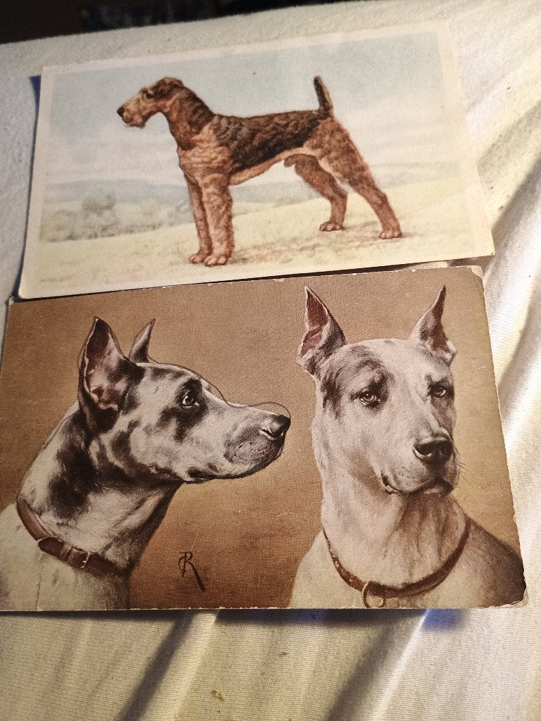 Kaart hond, Verzenden, 1920 tot 1940, Gelopen, Hond of Kat