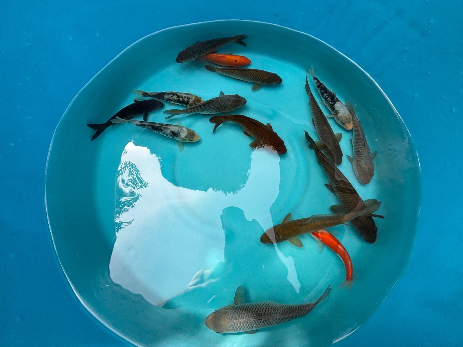 15 Tosai Koi Mix Soragoi/Kohaku/Benigoi/Chagoi en meer!, Karper of Koi