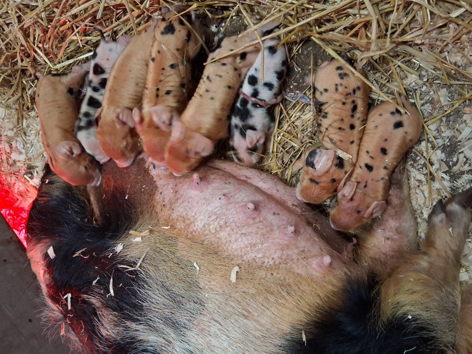 Stamboek Kune kune biggen, Dieren en Toebehoren, Schapen, Geiten en Varkens, Meerdere dieren, Varken, 0 tot 2 jaar