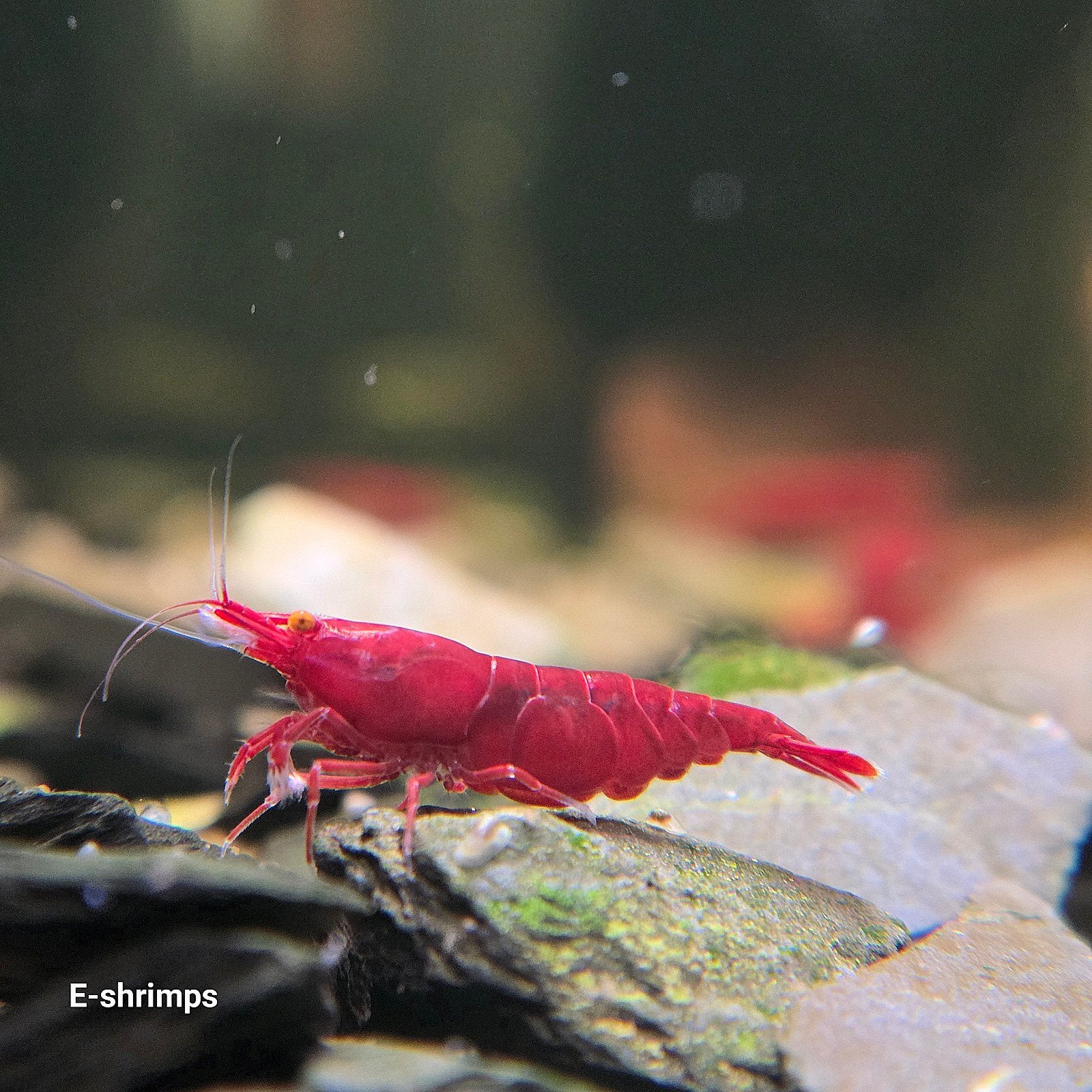 ☑️Rode | Bloody Mary OE Neocaridina-garnalen / in kweek, Kreeft, Krab of Garnaal, Zoetwatervis, Schoolvis