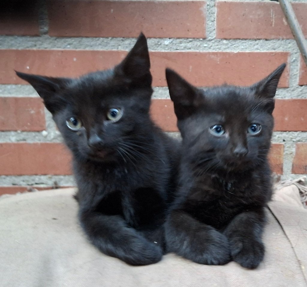 kittens, Meerdere dieren, Kortharig, 0 tot 2 jaar