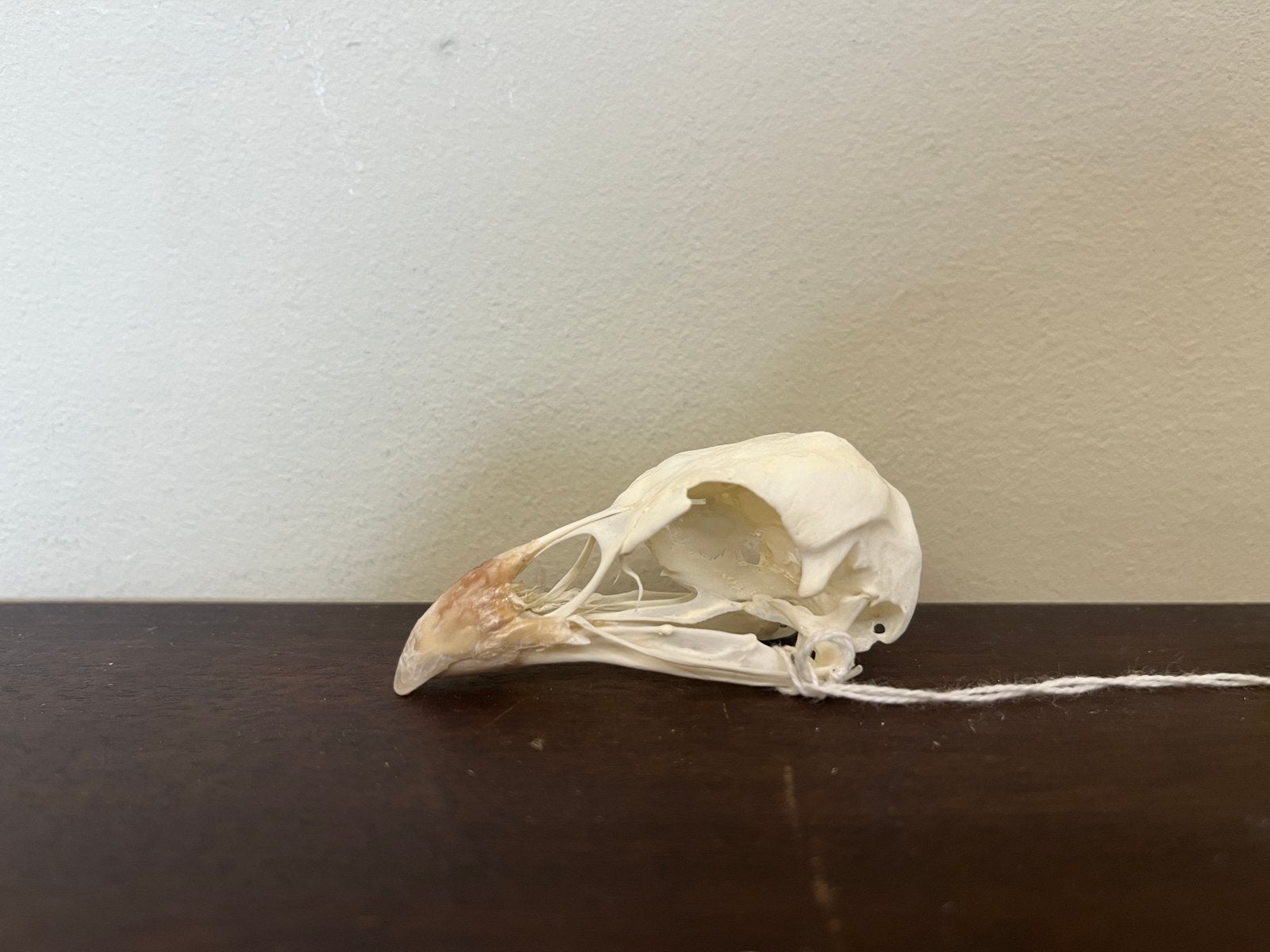 Schedel gierparelhoen, Ophalen of Verzenden, Nieuw, Vogel, Schedel