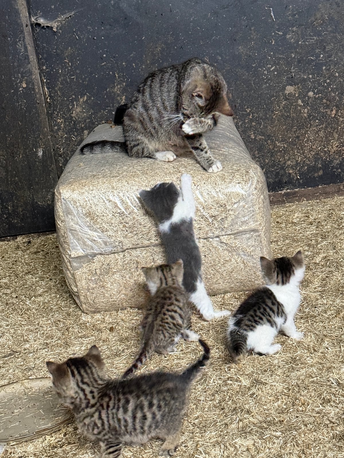 Boerderij kittens, Dieren en Toebehoren, Poes