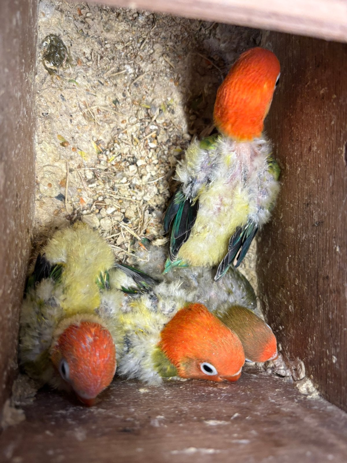Jonge agapornis fischeri dwergpapegaai, Dieren en Toebehoren, Geslacht onbekend, Dwergpapegaai of Agapornis, Tam