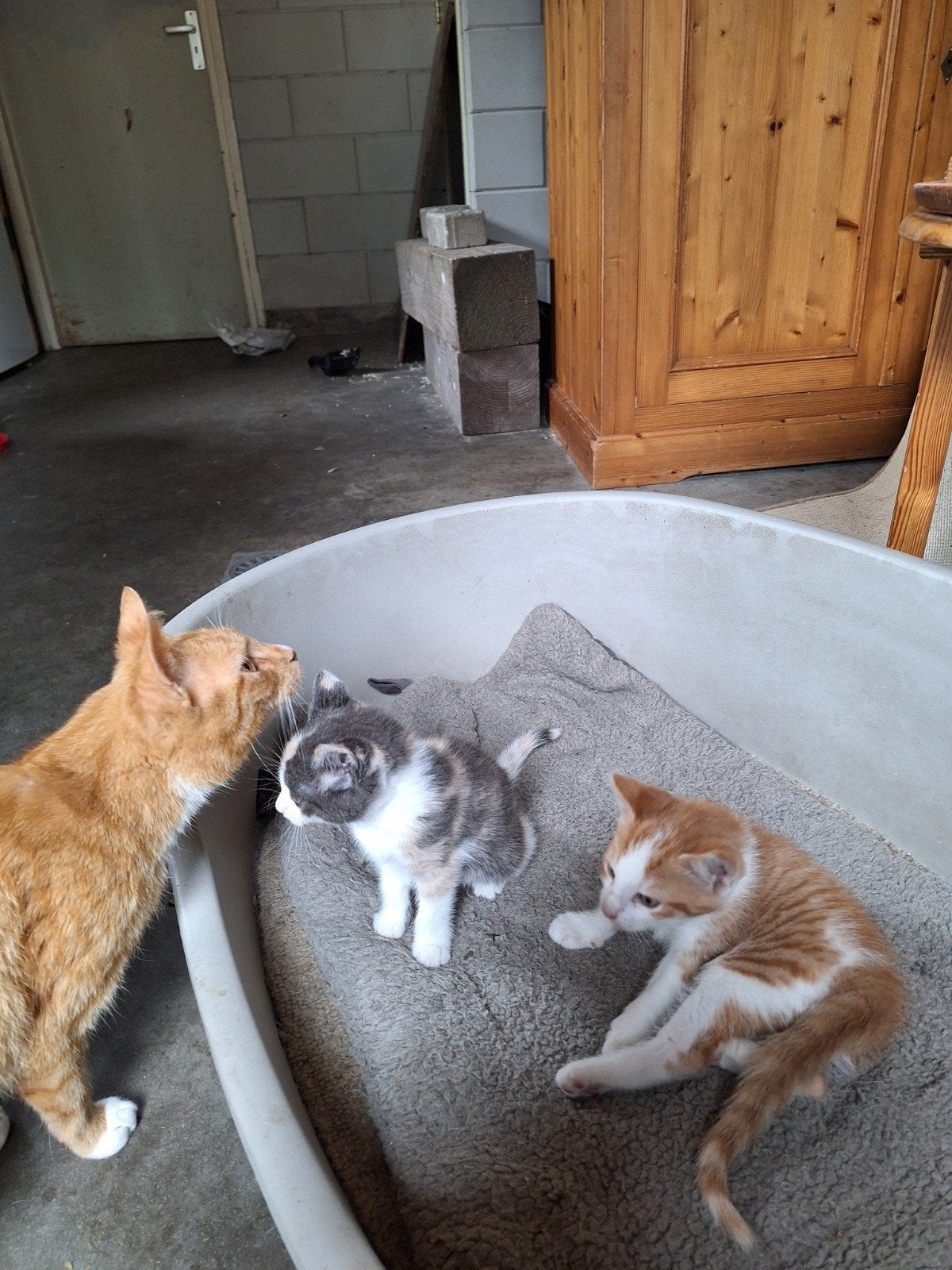 Boerderijkittens, Poes