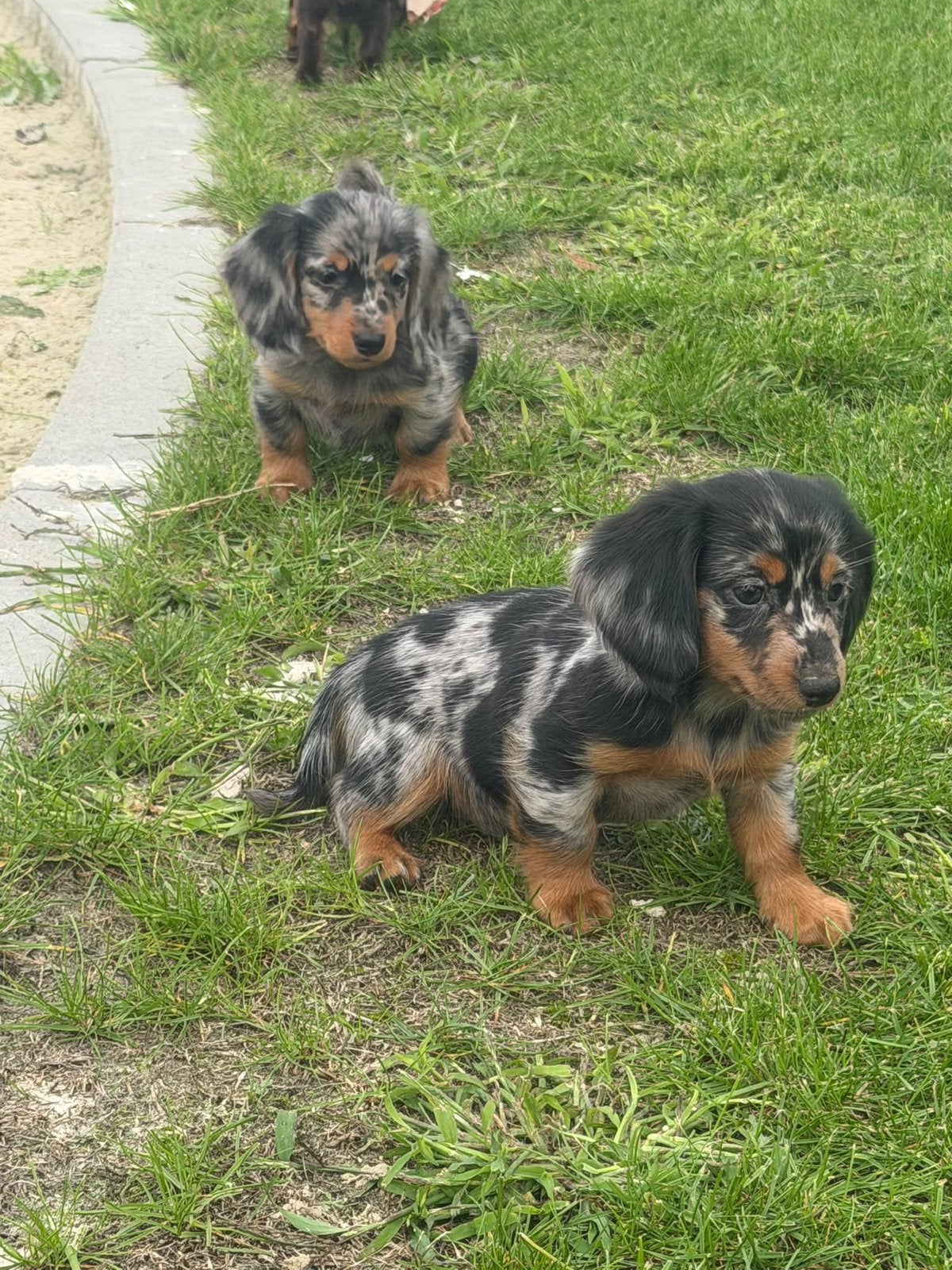 Prachige langhaar teckel pups te koop, Reu, 8 tot 15 weken, Dwerg, Langhaar