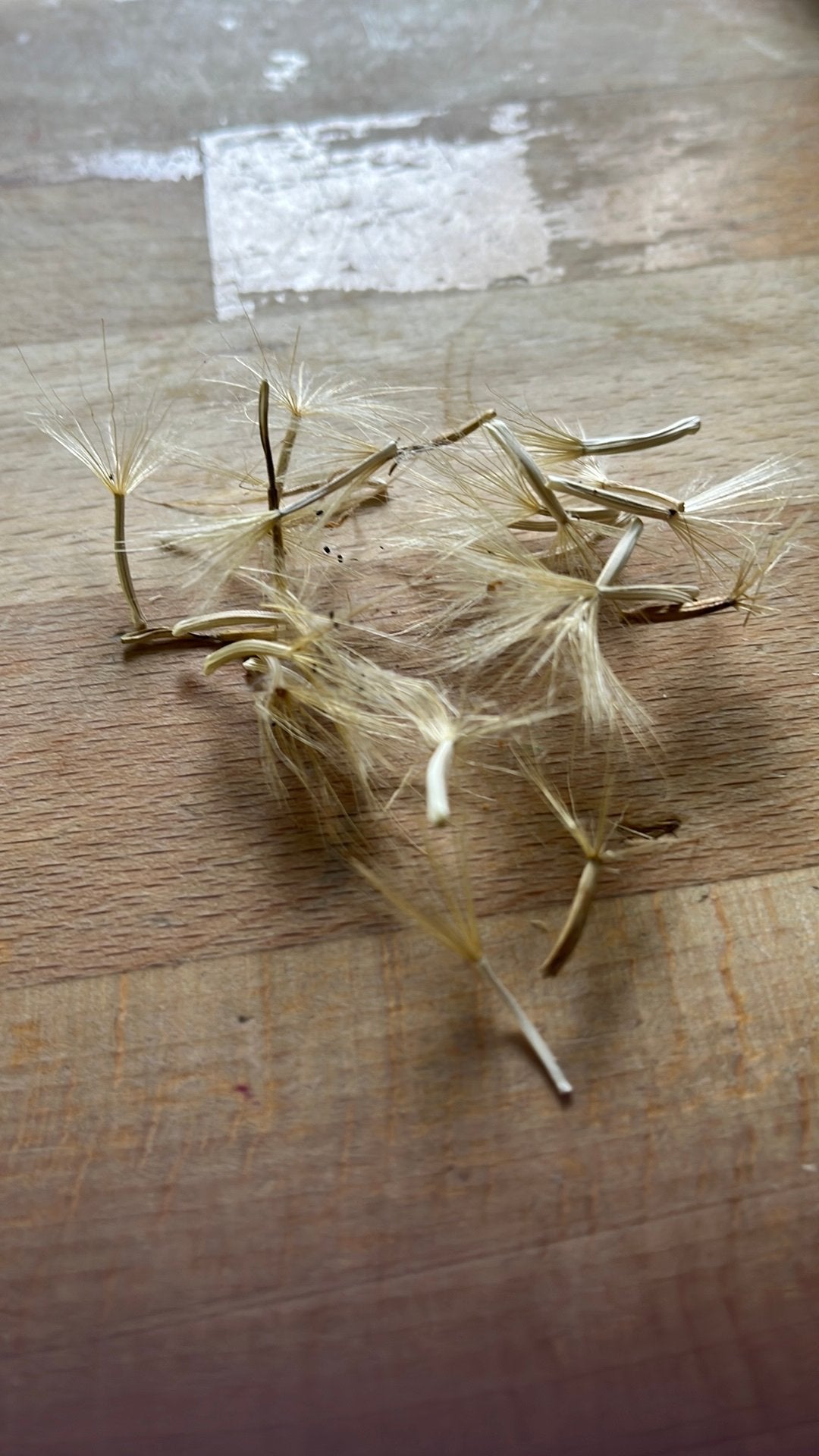 Schorseneer zaden nieuw van dit jaar, Ophalen, Voorjaar, Volle zon, Zaad