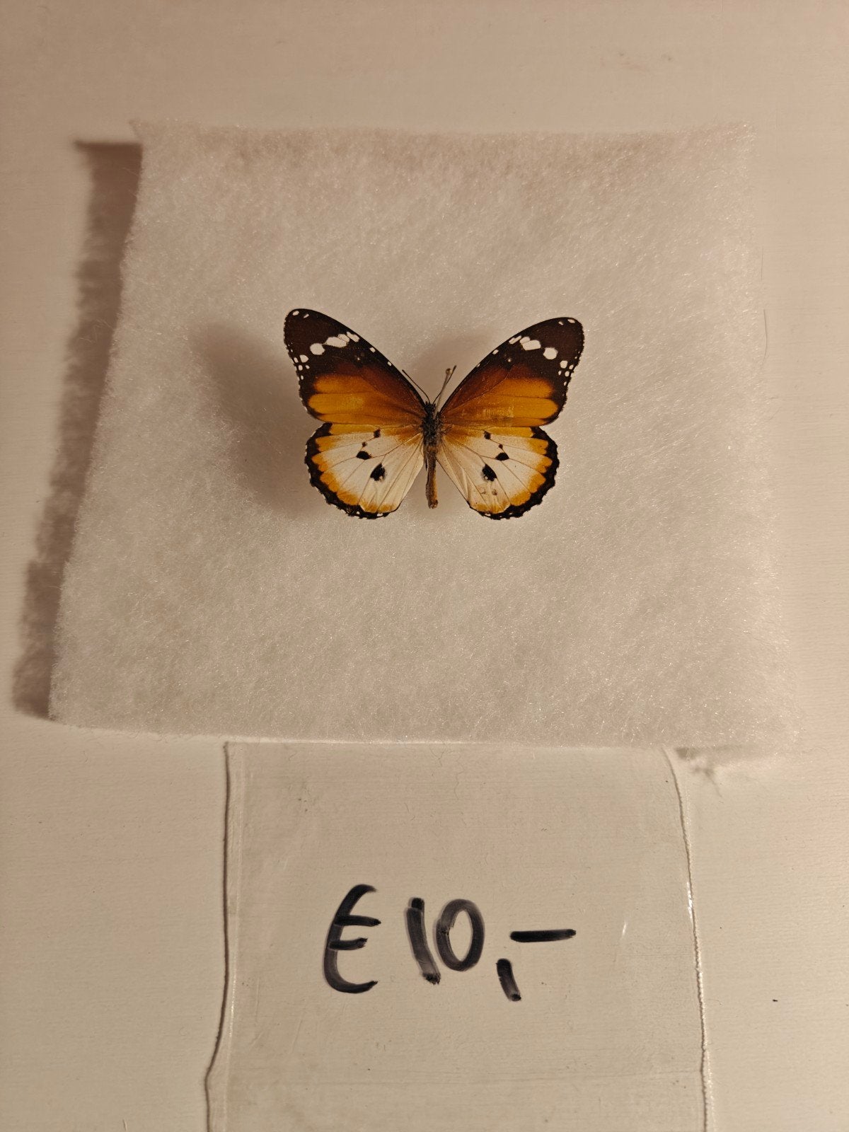 Vlinders en insecten