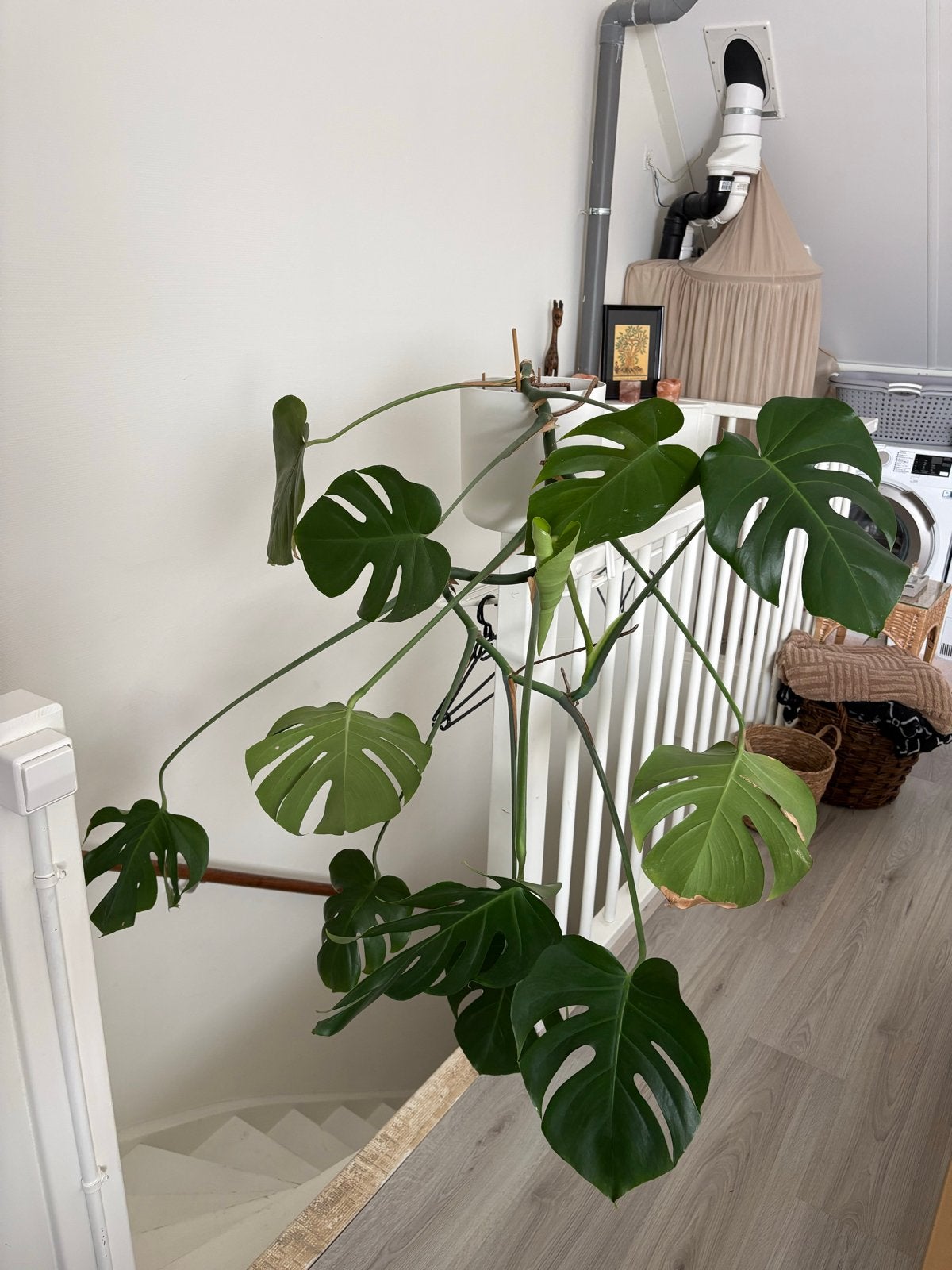 Grote Monstera Deliciosa inclusief pot, Ophalen, 100 tot 150 cm, Overige soorten, Halfschaduw