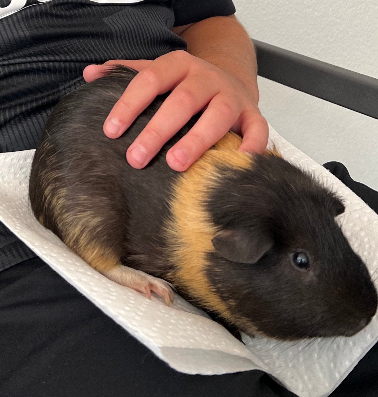 2 broertjes cavias met 2 kooien, Februari, Mannelijk, Cavia