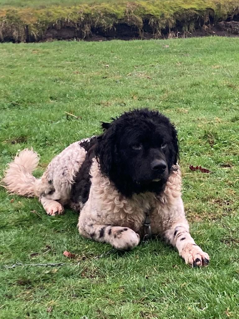 Ter dekking aangeboden Wetterhoun, Reu, Parvo, Eén hond, 3 tot 5 jaar
