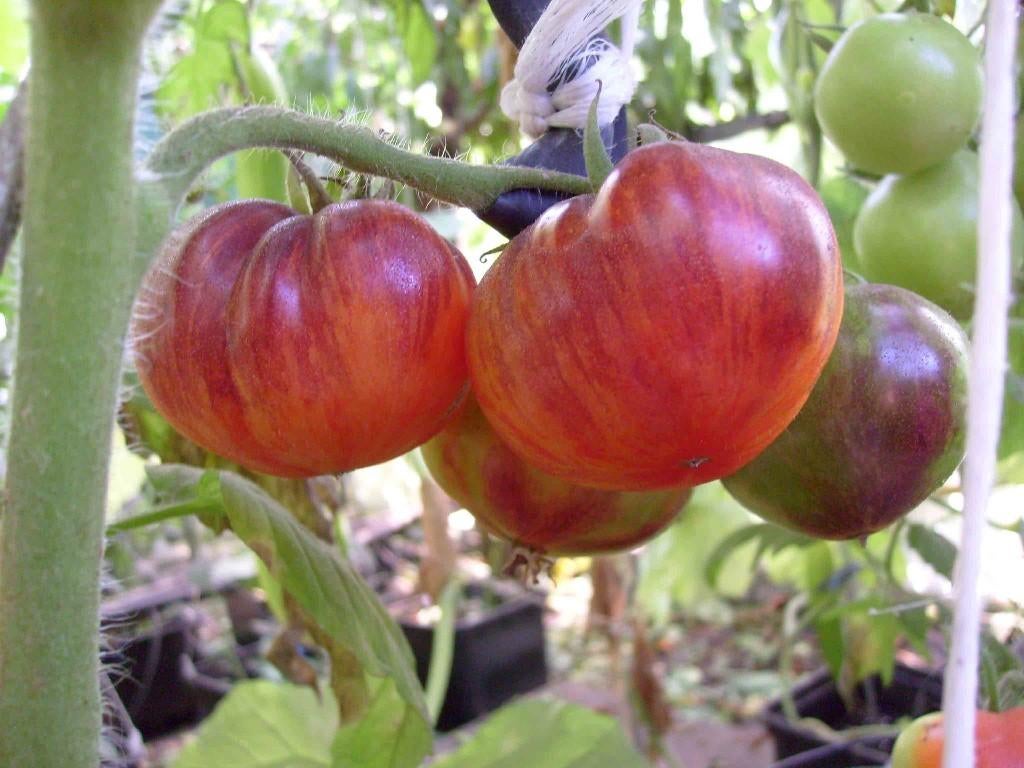 Biologische tomatenplanten, tomaat, tomaten, Ophalen of Verzenden, Eenjarig, Groenteplanten, Volle zon