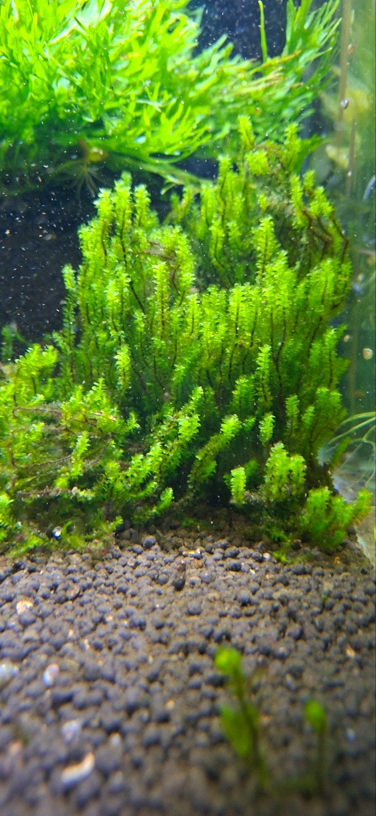 Distichophyllum Sp, Ophalen of Verzenden, Nieuw, Plant(en), Steen of Hout, Overige merken