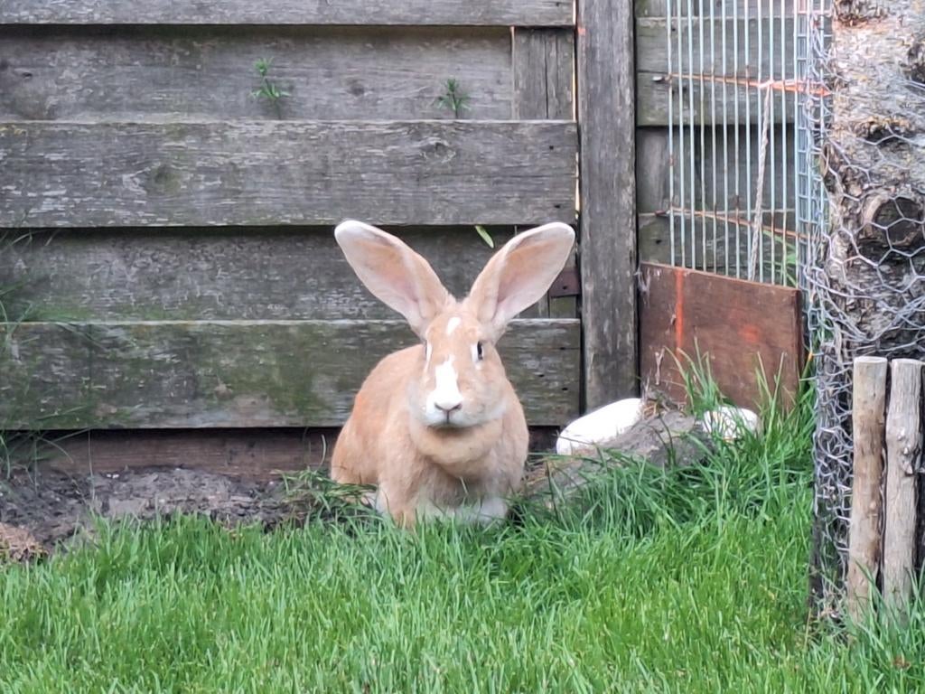Mooie volwassen reuzen, Dieren en Toebehoren, Vrouwelijk, Groot