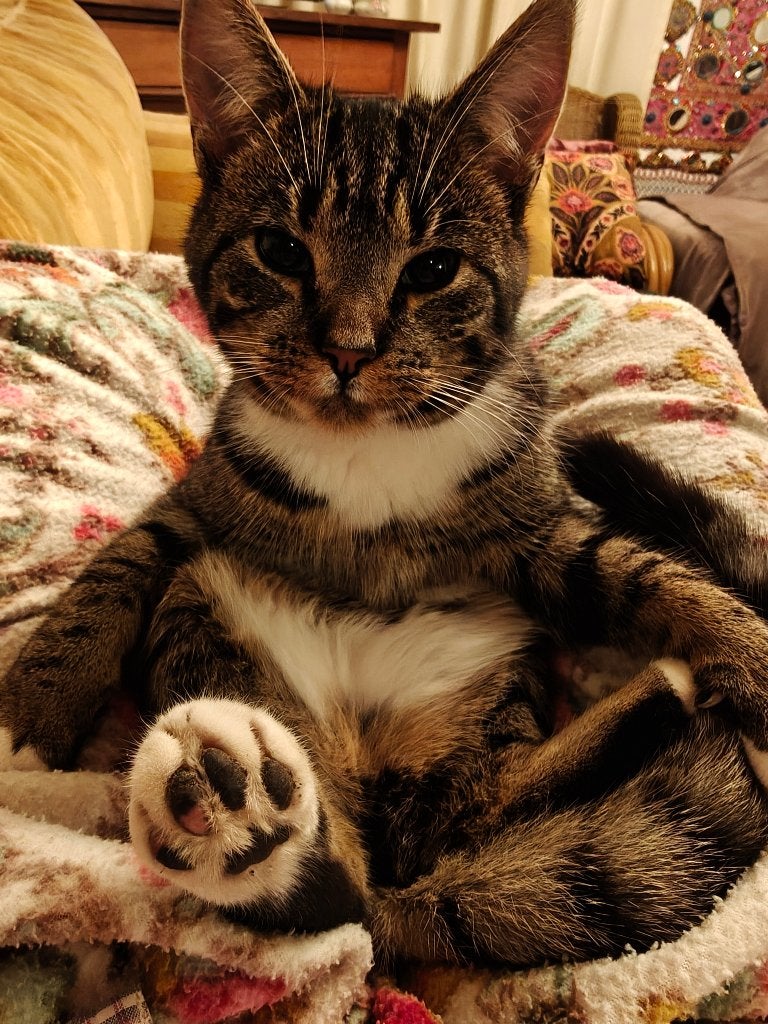 VERMIST: Wie heeft onze Sammy gezien? Cyperse kat /Wit befje, Dieren en Toebehoren, Katten en Kittens | Raskatten | Korthaar, Kater