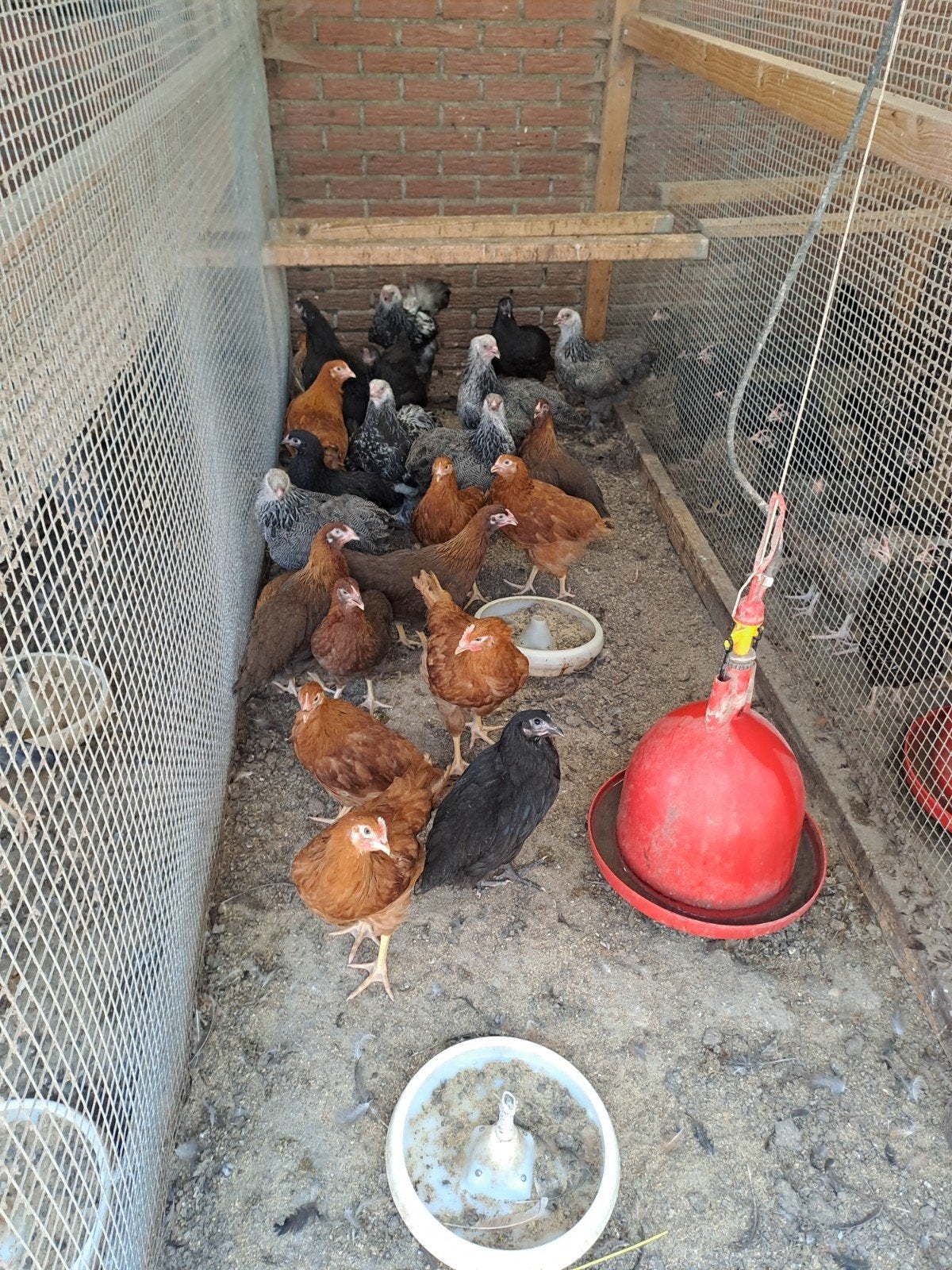Barnevelder, welsumer, Australorp, new hampshire, brahma, Dieren en Toebehoren, Meerdere dieren, Kip