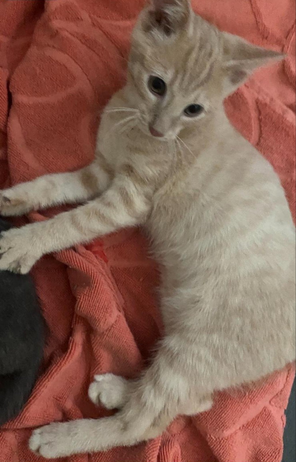Mooie kittens Noorse boskat X Heilige Birmaan, Meerdere dieren, Ontwormd, 0 tot 2 jaar