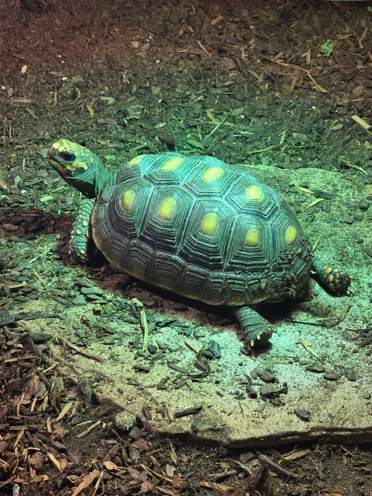 Landschildpadden ( Chelonoidis carbonarius ) Tortoise photo 2