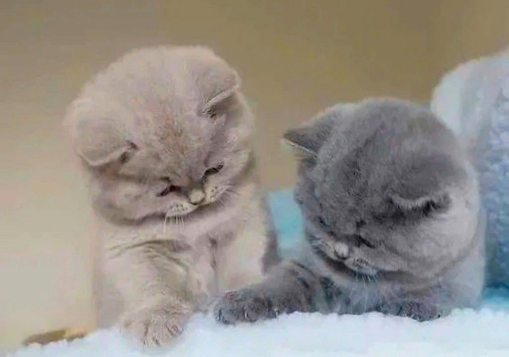 Brits Korthaar kitten!, Meerdere dieren, Gechipt, 0 tot 2 jaar