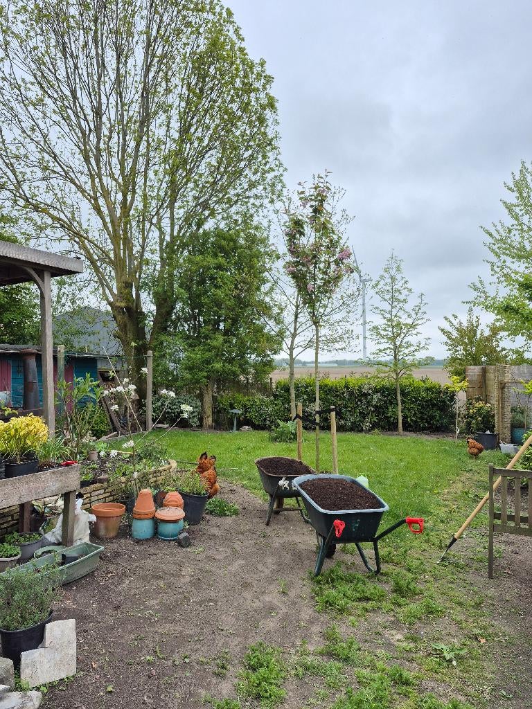 Gezocht met spoed Cochin of orpington Haan, Dieren en Toebehoren, Pluimvee, Mannelijk, Kip