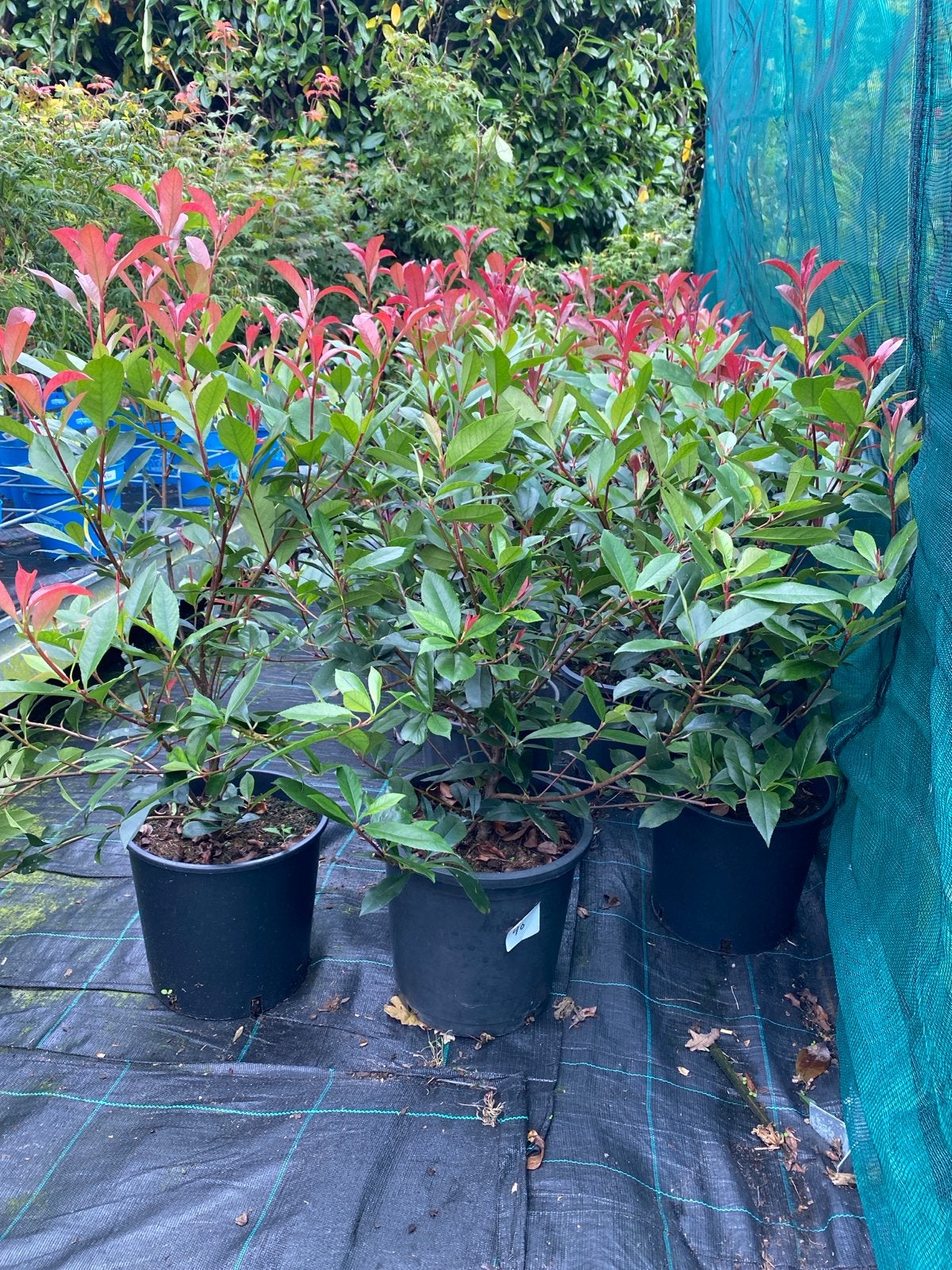 Photinia 'Carré Rouge' 90/100 cm - Glansmispel, Volle zon, Vaste plant, Lente, Ophalen