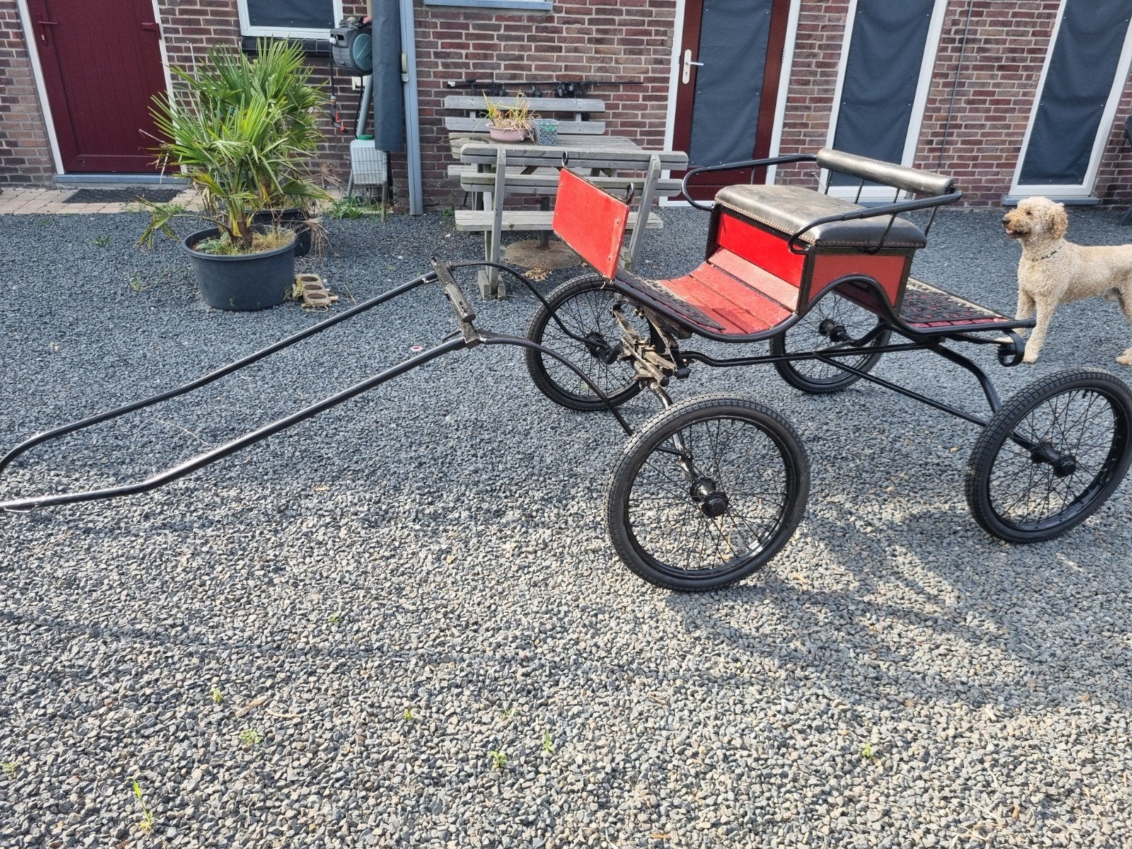 Menwagen, menkar grote shetlander of a pony, Pony