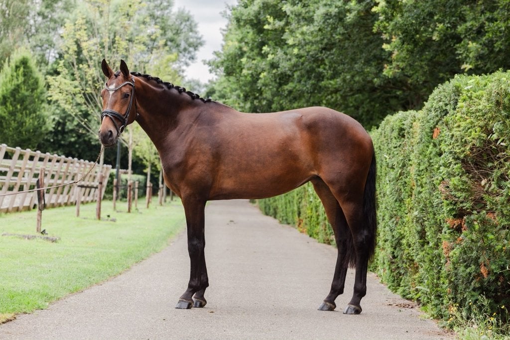 4 jarige merrie Mister diamond x Glock's toto jr., Dieren en Toebehoren, Paarden, Merrie, Met stamboom, Dressuurpaard, 3 tot 6 jaar