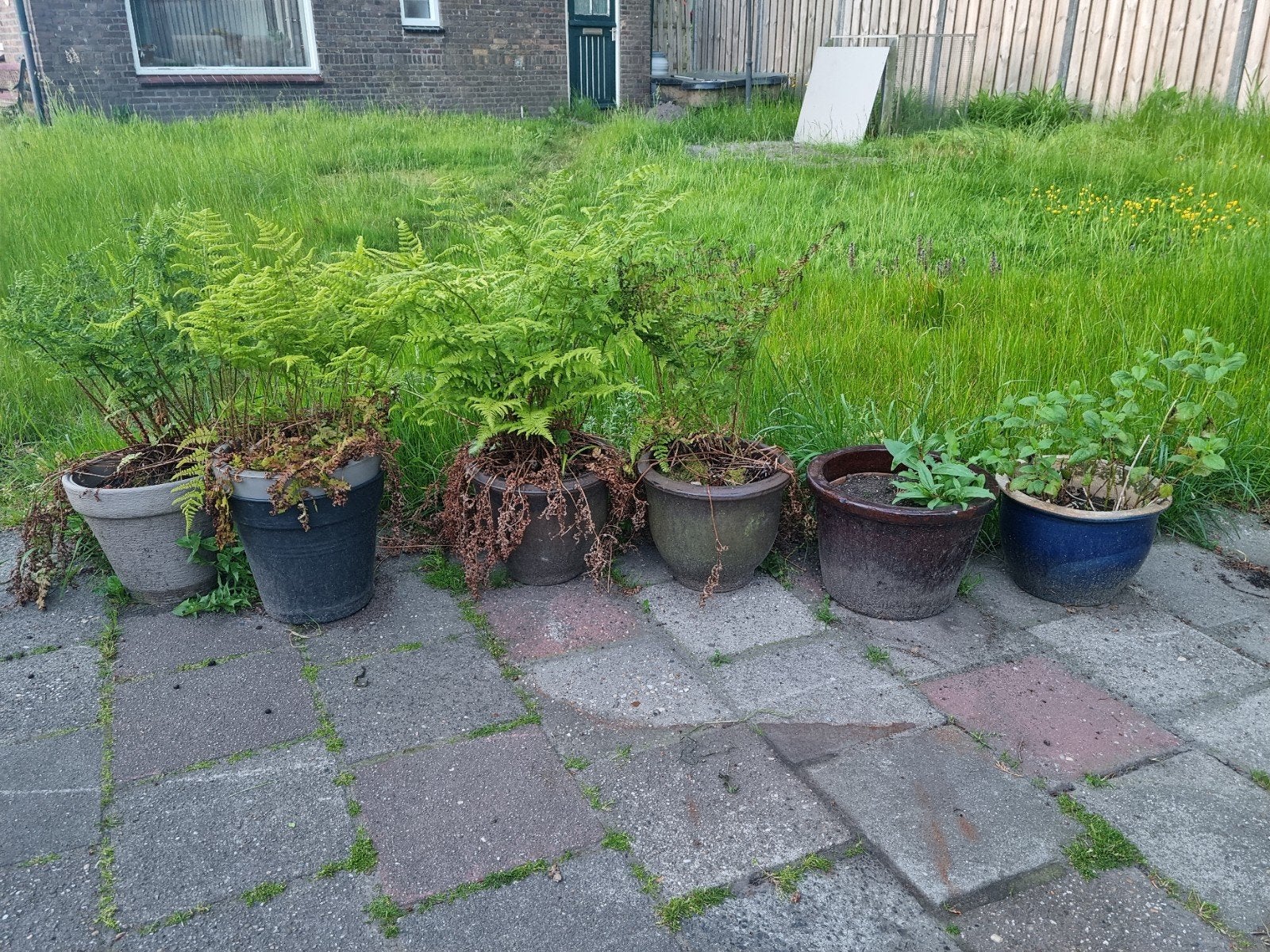 Prachtige partij stenen bloempotten 3 stuks - 2 incl varens!, Tuin en Terras, Ophalen, Steen, Minder dan 30 cm, Minder dan 60 cm