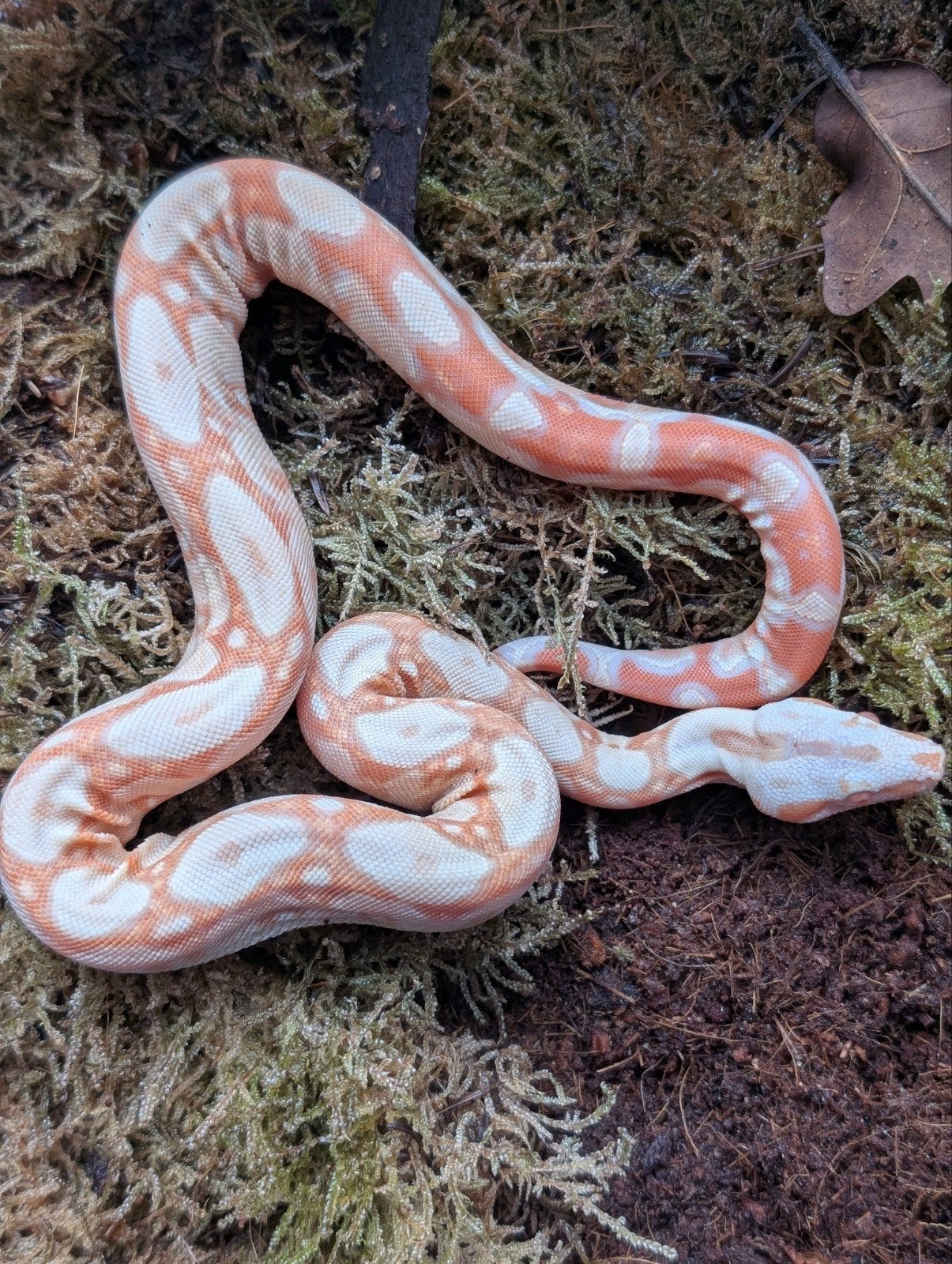 Baby Boas het Red Dragon Boa Constrictor - male for sale from NKexotics nl