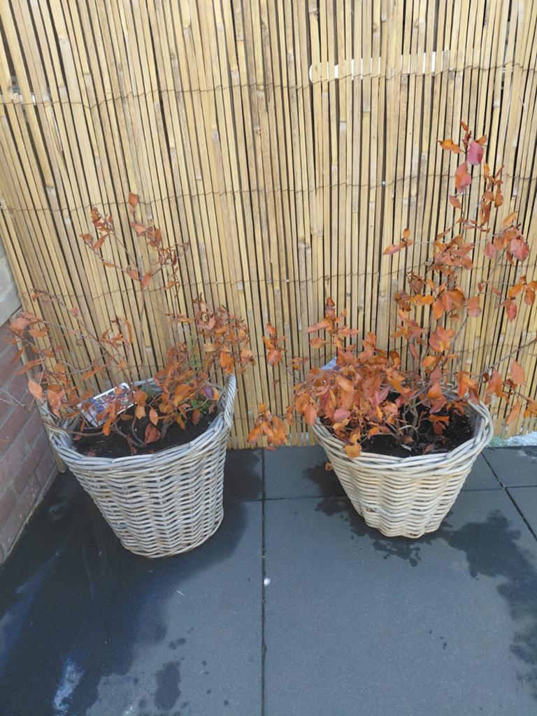 Gratis, Ophalen of Verzenden, Overige soorten, Volle zon