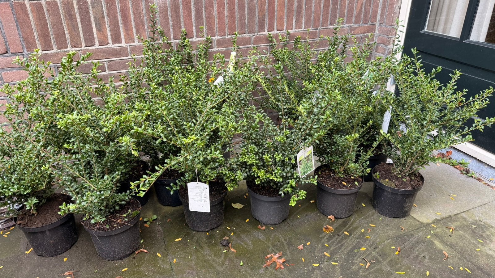 12 ilex crenata in pot 40cm hoog, Ophalen, Hulst, Haag, Minder dan 100 cm