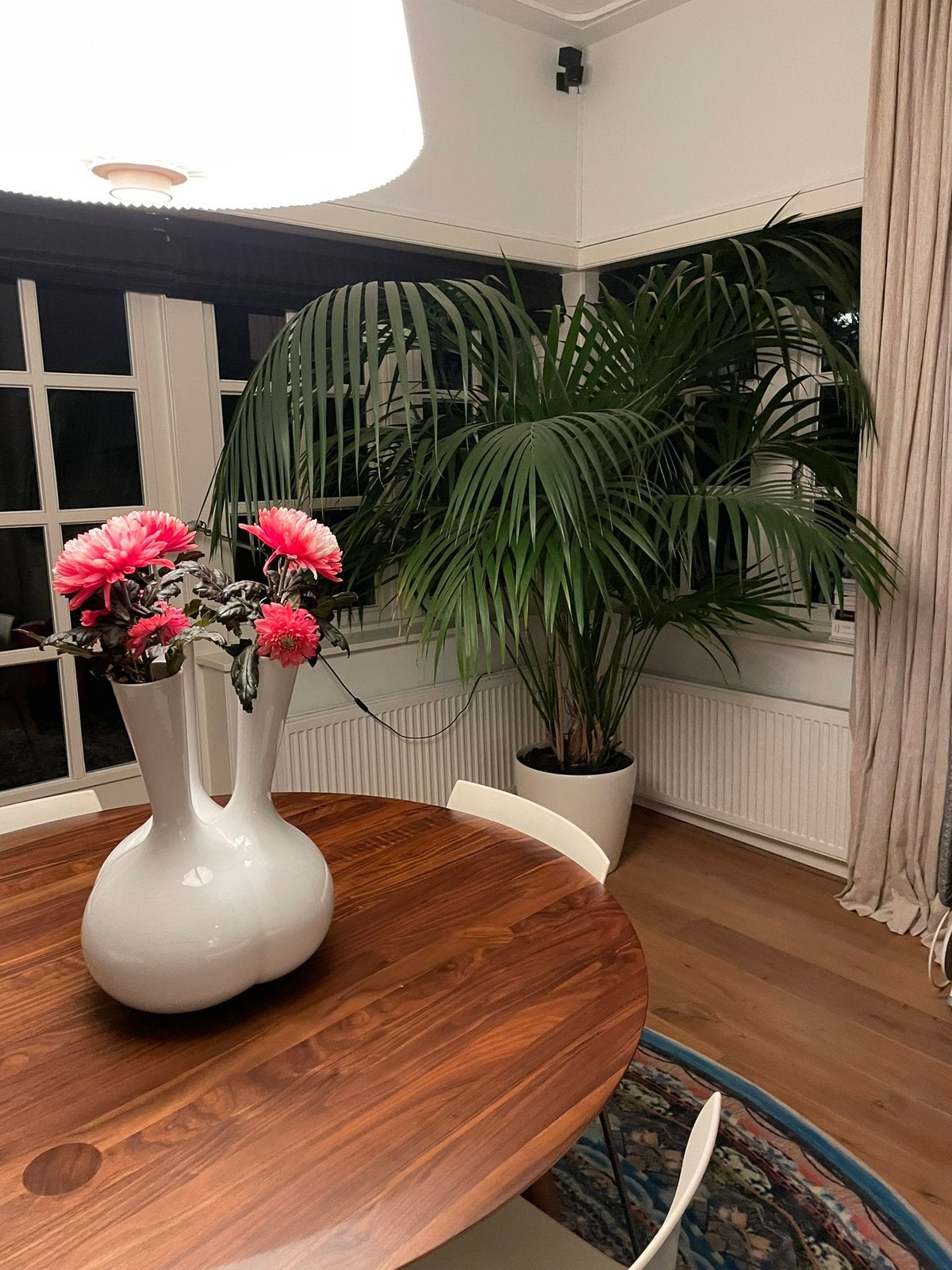 Palm, groot, zonder pot, Ophalen, Gehele jaar, Volle zon