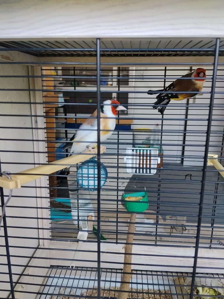 Wegens omstandigheden te koop 5 majoorputters, Dieren en Toebehoren, Vogels | Overige Vogels