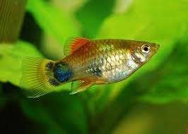 Gezonde en kleurrijke platy's, Dieren en Toebehoren, Vis, Zoetwatervis, Schoolvis