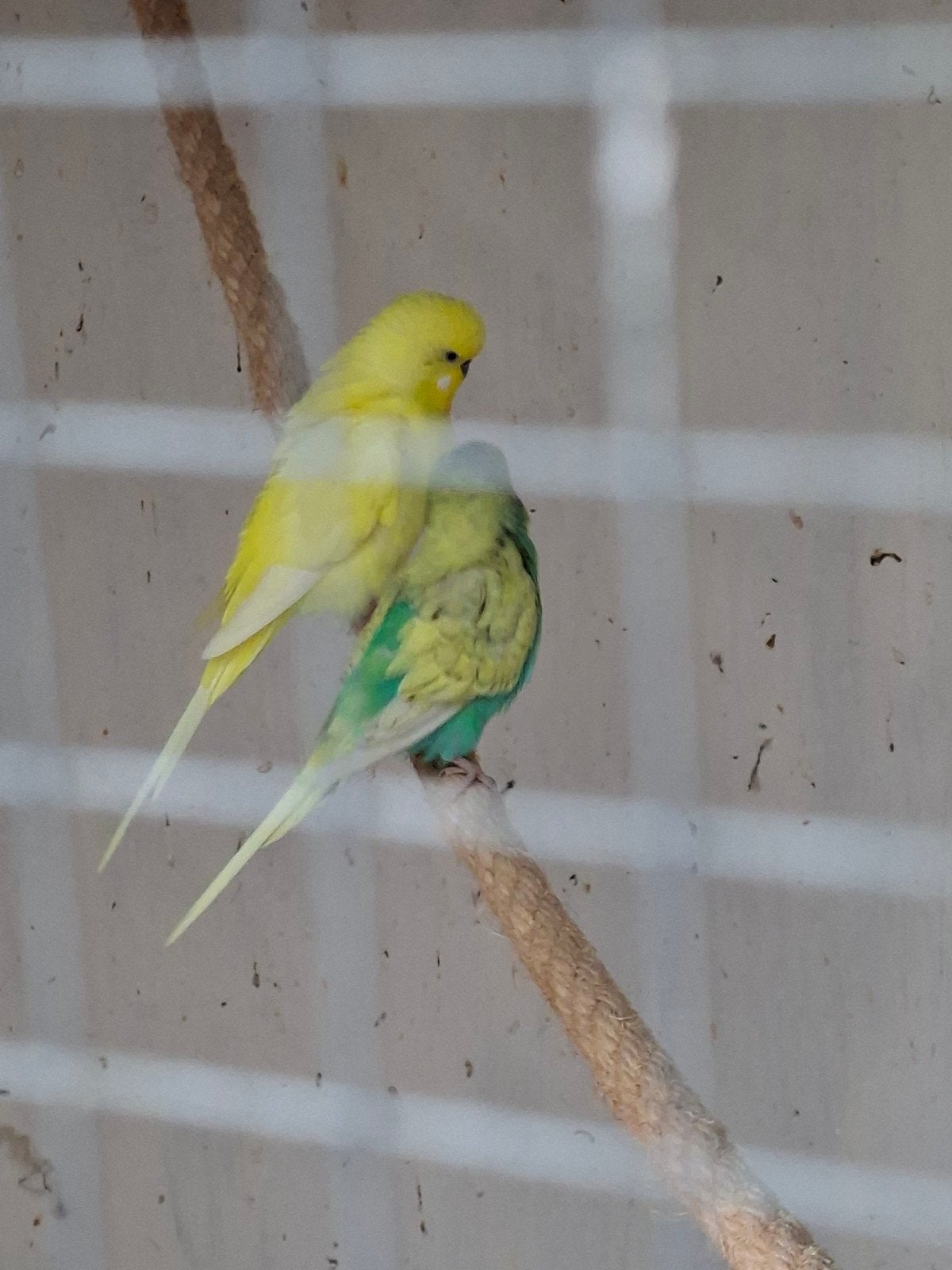 2 gras parkieten te koop, Meerdere dieren, Parkiet