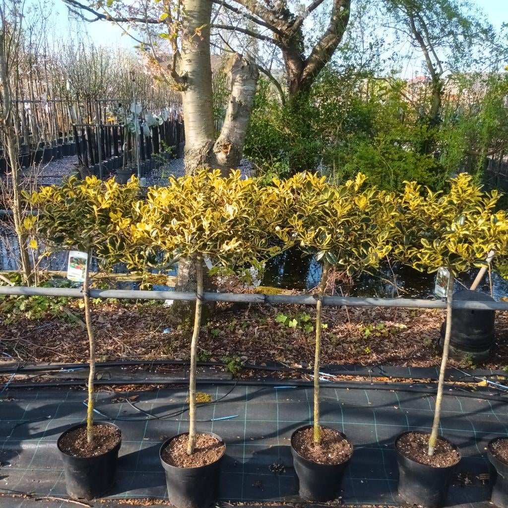 Hulst op stam (Ilex a. Golden van Tol en Rubricaulis aurea), Tuin en Terras, Planten | Bomen, Ophalen, Bloeit niet, Halfschaduw