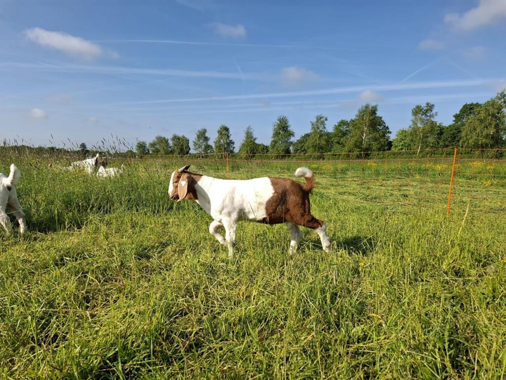 Te koop boerbokken van begin maart cl cae vrij stamboek