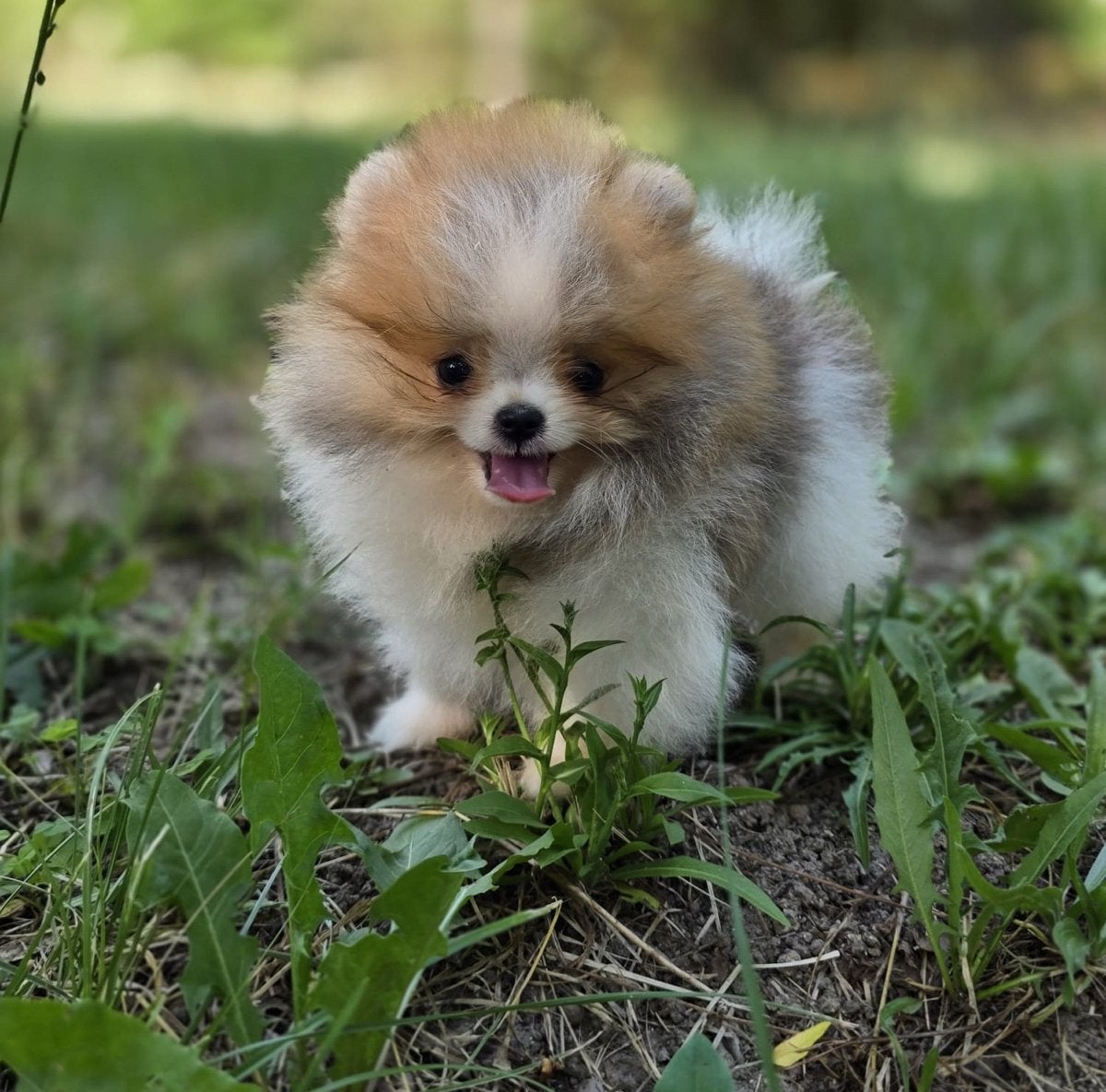 Bearface Particolor Pomeranian, Particulier, Keeshond, 15 weken tot 1 jaar, Reu