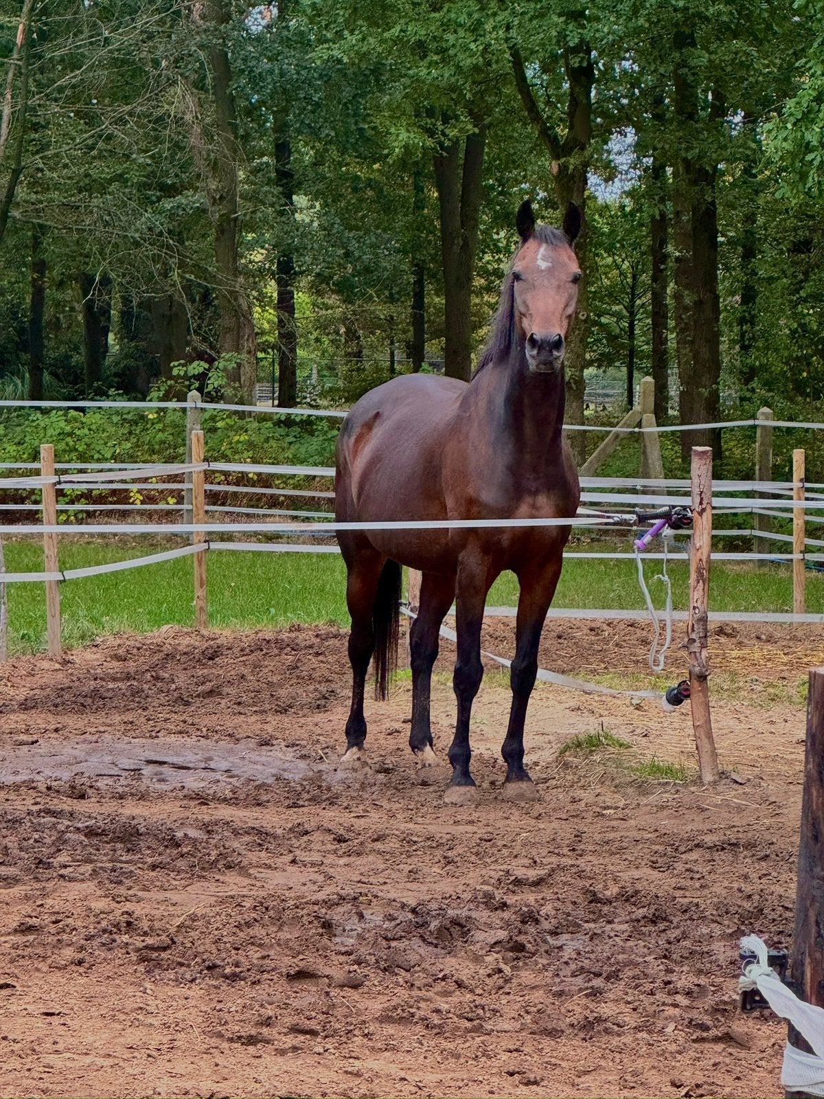 Lease paard aangeboden