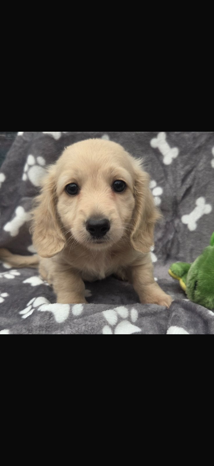 Kleine blonde dwergteckel pup, Parvo, 8 tot 15 weken, Teef, Dwerg