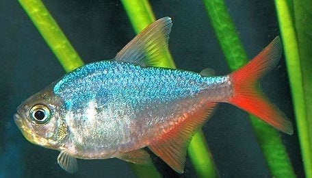 Moenkhausia Columbiana Red-Blue - Koidream Valburg