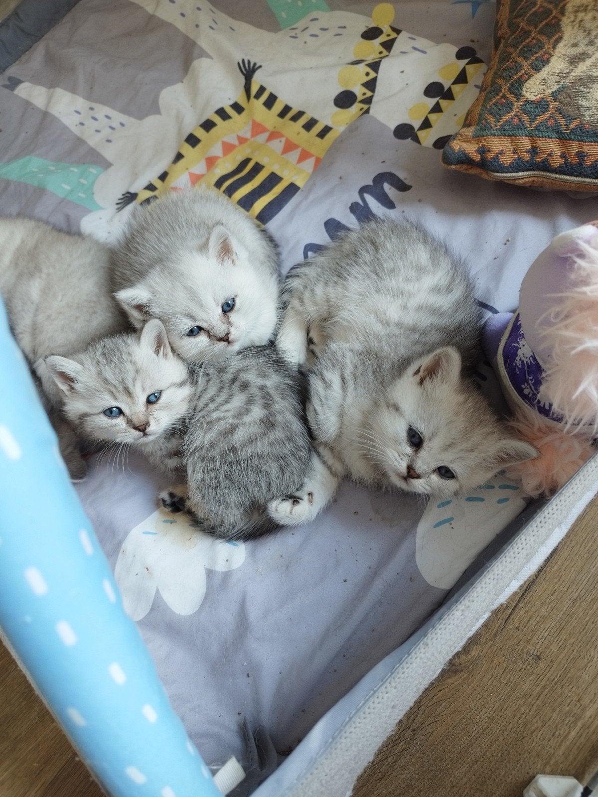 Britse korte haar katerje, Poes, Ontwormd
